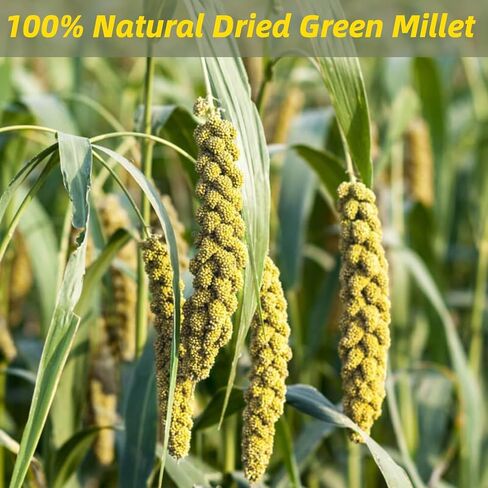 Dried Millet Stems Wheat Flowers - 10 Pcs Real Autumn Flowers with Stems Bulk, 100% Natural Millet Dry Flowers for Boho Home Decor, Floral Vase Arrangement, Wedding, DIY Crafts, Farmhouse Decor in Kuwait