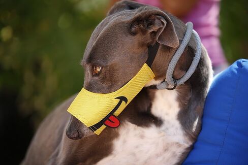 Cesar Millan Funny Muzzle, Smiley (Size 1, Yellow) in Kuwait