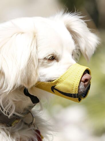 Cesar Millan Funny Muzzle, Smiley (Size 1, Yellow) in Kuwait