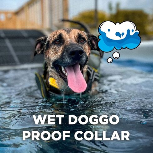 Dogtra CUE طوق إلكتروني أنيق سهل الاستخدام مع اهتزاز مقاوم للماء وقابل لإعادة الشحن، طوق تدريب عن بعد للكلاب الصغيرة والمتوسطة والكبيرة (الجيل الأول) in Kuwait