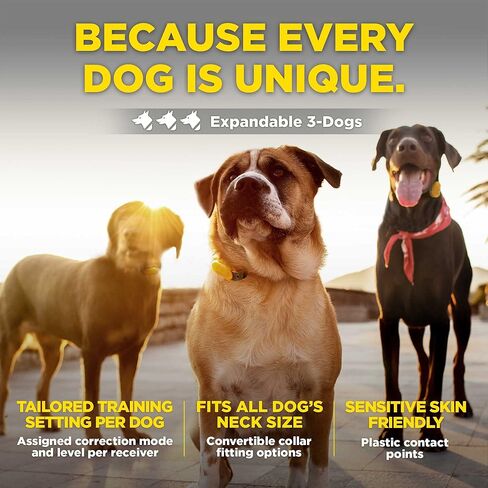Dogtra CUE طوق إلكتروني أنيق سهل الاستخدام مع اهتزاز مقاوم للماء وقابل لإعادة الشحن، طوق تدريب عن بعد للكلاب الصغيرة والمتوسطة والكبيرة (الجيل الأول) in Kuwait