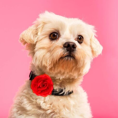 WILLBOND 4pcs Dog Collar Flower PET Bow Accessories in Saudi Arabia
