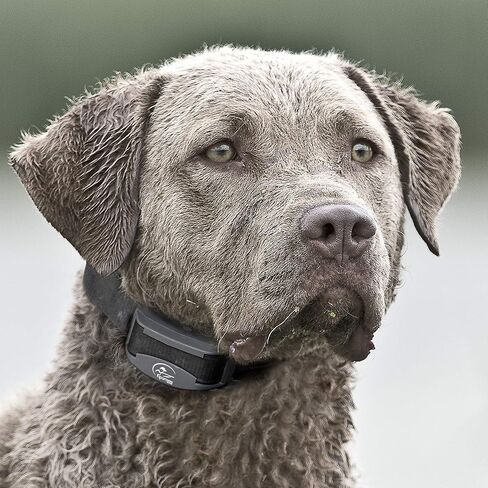 طوق SportDOG Brand FieldTrainer 425XS Add-A-Dog للكلاب العنيدة - طوق إضافي أو بديل أو إضافي لمدربك عن بعد - مقاوم للماء وقابل لإعادة الشحن مع النغمة والاهتزاز والكهرباء الساكنة in Kuwait