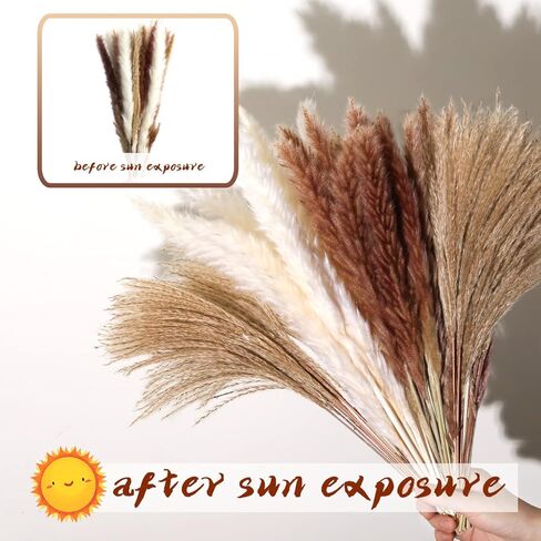 60Pcs Pampas Grass, 17.72'' Dried White Pampas Grass 15 Pcs▕Brown Dried Flower 15 Pcs▕30 Pcs Natural Dried Reed, Natural Home Decor & Ideal for Flower Arrangements, Wedding Plants in Kuwait