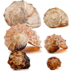 أصداف السلطعون الناسك متوسطة إلى كبيرة النمو الطبيعي أصداف بحرية توربو لإمدادات السلطعون الناسك (6 قطع) in Kuwait