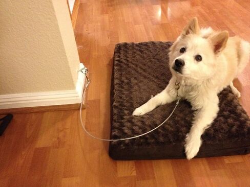 كابل ربط لتدريب الكلاب، بطول 3 أقدام للتسول والقفز والمضغ المدمر والتدريب المنزلي وركوب الأمواج والتسنين والجرو والتدريب على استخدام المرحاض، كابل مقاوم للمضغ (ربط مع برغي العين) in Saudi Arabia