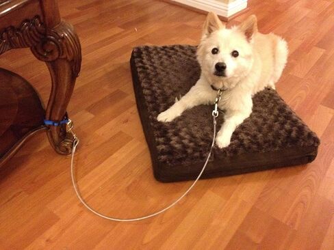 Dog Training Tie Out Cable, 3 Ft Begging Jumping Destructive Chewing Housetraining Counter Surfing Teething Puppy Potty Training Tether Chew Proof Cable (Tie-Down with Eye Screw) in Kuwait