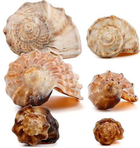أصداف السلطعون الناسك متوسطة إلى كبيرة النمو الطبيعي أصداف بحرية توربو لإمدادات السلطعون الناسك (6 قطع) in Kuwait
