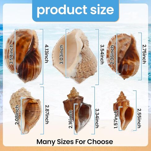أصداف السلطعون الناسك متوسطة إلى كبيرة النمو الطبيعي أصداف بحرية توربو لإمدادات السلطعون الناسك (6 قطع) in Kuwait
