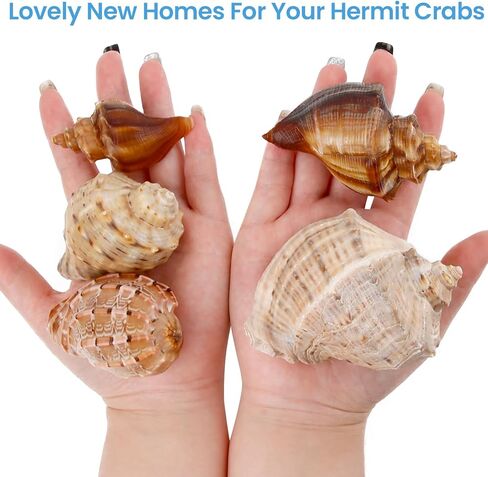 أصداف السلطعون الناسك متوسطة إلى كبيرة النمو الطبيعي أصداف بحرية توربو لإمدادات السلطعون الناسك (6 قطع) in Kuwait