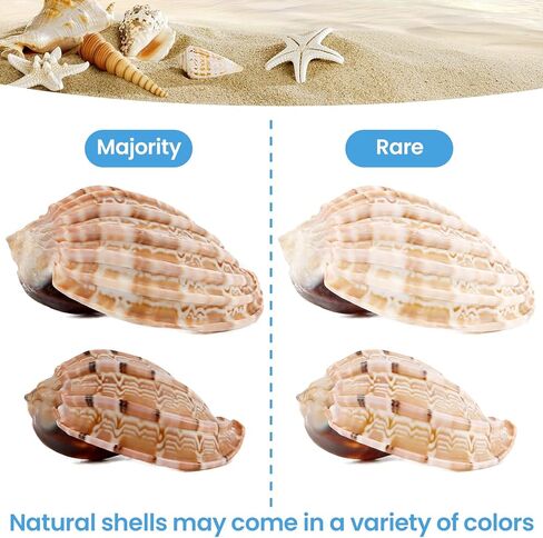 أصداف السلطعون الناسك متوسطة إلى كبيرة النمو الطبيعي أصداف بحرية توربو لإمدادات السلطعون الناسك (6 قطع) in Kuwait