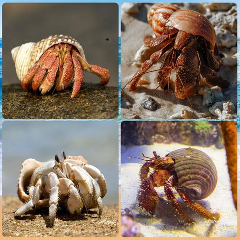 أصداف السلطعون الناسك متوسطة إلى كبيرة النمو الطبيعي أصداف بحرية توربو لإمدادات السلطعون الناسك (6 قطع) in Kuwait