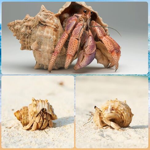 أصداف السلطعون الناسك متوسطة إلى كبيرة النمو الطبيعي أصداف بحرية توربو لإمدادات السلطعون الناسك (6 قطع) in Kuwait