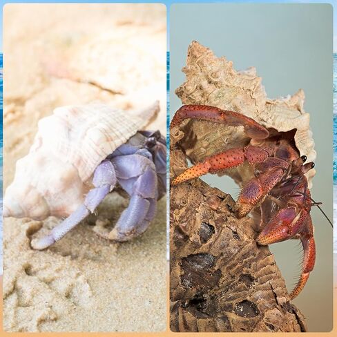 أصداف السلطعون الناسك متوسطة إلى كبيرة النمو الطبيعي أصداف بحرية توربو لإمدادات السلطعون الناسك (6 قطع) in Kuwait