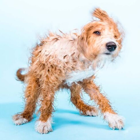 ايثيك شامبو مغذي للكلاب من باو واو بار - خال من البلاستيك، نباتي، لم يتم اختباره على الحيوانات، صديق للبيئة، 3.27 اونصة (عبوة من قطعة واحدة) in Kuwait