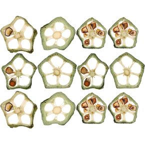 Milisten 12pcs Fruit Embossed Specimen Dried Cucumber for Crafts Dry Flowers for Resin Dry Okra for Resin Okra Pressed Dried Okra for Artificial Vegetables Slices Charm Epoxy Resin Plant 3D