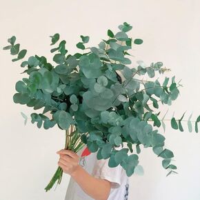 Gifugi المجففة المحفوظة الأوكالبتوس أوراق كبيرة ينبع وباقة زهور اللافندر، حزمة زرقاء طازجة حقيقية للاستحمام، فروع خضراء للمزهرية، الأزهار، الزفاف، زينة عيد الميلاد in Kuwait