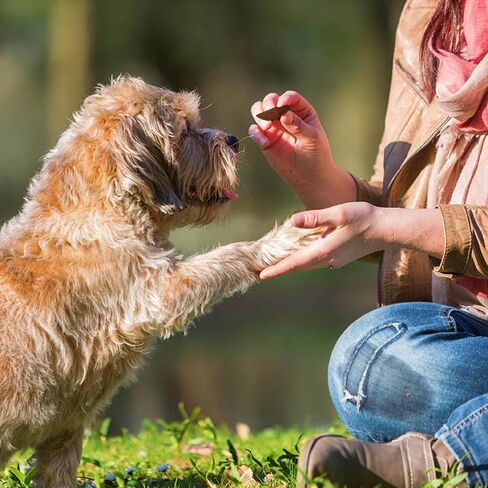 مجموعة متنوعة من رقائق البطاطس المتموجة ذات النكهة الثلاثية من Good'n'Fun، 10 أونصة، مكافآت للكلاب in Kuwait
