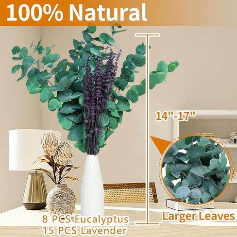Gifugi المجففة المحفوظة الأوكالبتوس أوراق كبيرة ينبع وباقة زهور اللافندر، حزمة زرقاء طازجة حقيقية للاستحمام، فروع خضراء للمزهرية، الأزهار، الزفاف، زينة عيد الميلاد in Kuwait
