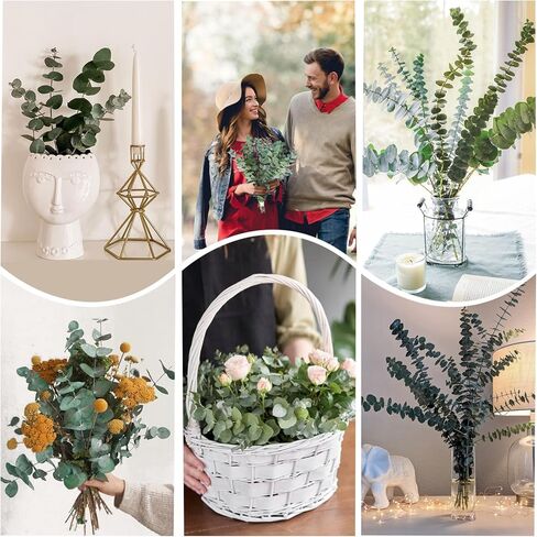 Gifugi المجففة المحفوظة الأوكالبتوس أوراق كبيرة ينبع وباقة زهور اللافندر، حزمة زرقاء طازجة حقيقية للاستحمام، فروع خضراء للمزهرية، الأزهار، الزفاف، زينة عيد الميلاد in Kuwait