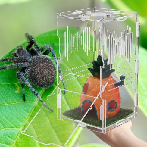 NENHEIONI القفز العنكبوت الموئل، القفز العنكبوت الضميمة، تررم الاكريليك لشجرة الرتيلاء حبال السحالي ثعبان أبو بريص القفز العنكبوت الحلزون Isopods (4 "X4 X8") in Kuwait