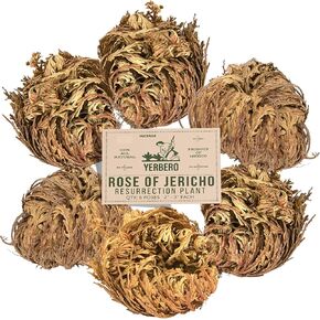 Yerbero - 6 Pack Big Rose Jericho Dried Flower 2.5''-3.5'' | Selaginella Lepidophylla | Resurrection Plant | Jumbo Size Dried Rose | Abundance, Prosperity, Sacred Rose, Doradilla Plant | 3.5'' - 6'' in Saudi Arabia