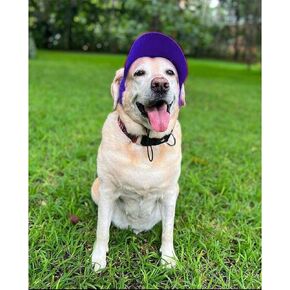 قبعة بيسبول باللون الأحمر Dog-O-Bow (صغير)