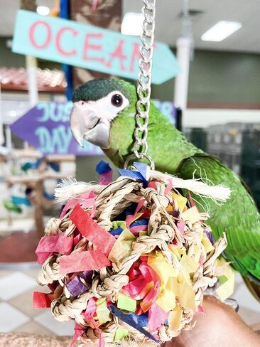 مجموعة من قطعتين من لعبة الببغاء ذات الكرات الصغيرة فائقة التمزيق من Birds LOVE، لعبة البحث عن الطعام مع كنوز مخفية، الكونيور، الكوكاتيل، الكايك، بيونوس in Kuwait
