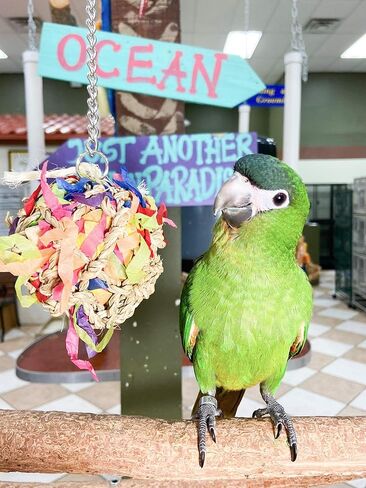 مجموعة من قطعتين من لعبة الببغاء ذات الكرات الصغيرة فائقة التمزيق من Birds LOVE، لعبة البحث عن الطعام مع كنوز مخفية، الكونيور، الكوكاتيل، الكايك، بيونوس in Kuwait