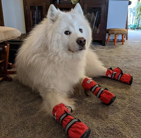 Dog Shoes, URBEST Waterproof Dog Boots, Christmas Warm Lining Nonslip Rubber Sole for Snow Winter (L, Red) in Kuwait