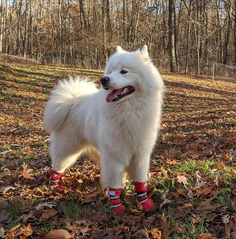 Dog Shoes, URBEST Waterproof Dog Boots, Christmas Warm Lining Nonslip Rubber Sole for Snow Winter (L, Red) in Kuwait