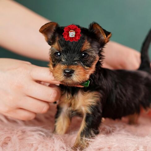 POPETPOP Christmas Dog Hair Bows - 30Pcs Dog Bows with Rubber Bands Dog Grooming Bows Puppy Hair Bows Christmas Pet Bows for Xmas Party, Random Color and Style in Saudi Arabia