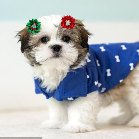 POPETPOP Christmas Dog Hair Bows - 30Pcs Dog Bows with Rubber Bands Dog Grooming Bows Puppy Hair Bows Christmas Pet Bows for Xmas Party, Random Color and Style in Saudi Arabia