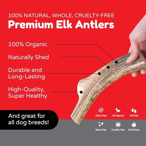 قرون الأخوة الأربعة للكلاب | عظم مضغ طبيعي للكلب | لعبة علاج المضغ الفاخرة للكلاب | مثالية للمضغ العدواني وجميع سلالات الكلاب | يدوم طويلاً، خالي من الروائح والأوساخ (حجم صغير) in Kuwait