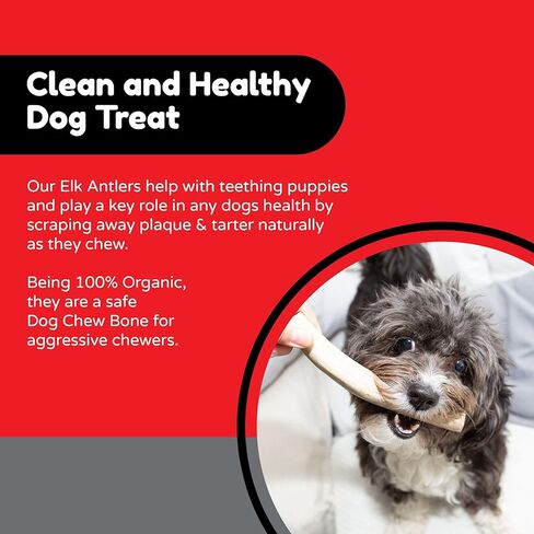 قرون الأخوة الأربعة للكلاب | عظم مضغ طبيعي للكلب | لعبة علاج المضغ الفاخرة للكلاب | مثالية للمضغ العدواني وجميع سلالات الكلاب | يدوم طويلاً، خالي من الروائح والأوساخ (حجم صغير) in Kuwait