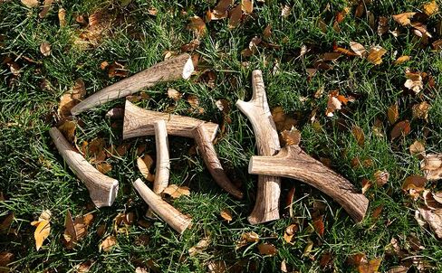 قرون الأخوة الأربعة للكلاب | عظم مضغ طبيعي للكلب | لعبة علاج المضغ الفاخرة للكلاب | مثالية للمضغ العدواني وجميع سلالات الكلاب | يدوم طويلاً، خالي من الروائح والأوساخ (حجم صغير) in Kuwait