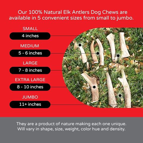 قرون الأخوة الأربعة للكلاب | عظم مضغ طبيعي للكلب | لعبة علاج المضغ الفاخرة للكلاب | مثالية للمضغ العدواني وجميع سلالات الكلاب | يدوم طويلاً، خالي من الروائح والأوساخ (حجم صغير) in Kuwait