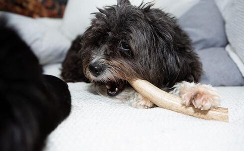 قرون الأخوة الأربعة للكلاب | عظم مضغ طبيعي للكلب | لعبة علاج المضغ الفاخرة للكلاب | مثالية للمضغ العدواني وجميع سلالات الكلاب | يدوم طويلاً، خالي من الروائح والأوساخ (حجم صغير) in Kuwait