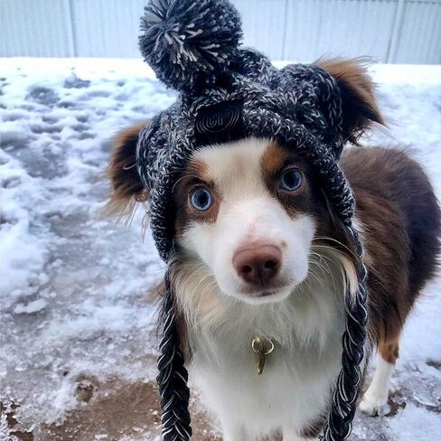 Polar Pom Pom Hat, Warm Pet Dog Knitted Hat,Pet Dog Winter Knitted Hat, Hats for Small Dogs, Winter Dog Hat with Ear Holes and Long Tassel, Grey (Large) in Saudi Arabia