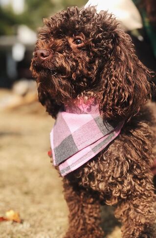 Bubblepup Plaid Dog Bandana, Cotton Dog Bandana for Small Medium Large Dogs, Dog Kerchief, 1PC Square Dog Scarf Dog Triangle Bibs in Kuwait
