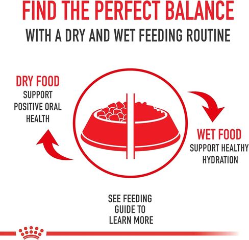 Royal Canin American Shorthair Breed Adult Dry Cat Food, 5.5 lb bag in Kuwait