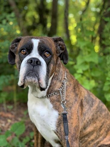 Pettom Martingale Training Chain Dog Collar Metal Slip Pet Choker Collars Chrome Plated Sturdy Rust Proof for Small Medium and Large Dogs in Kuwait