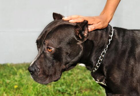 Pettom Martingale Training Chain Dog Collar Metal Slip Pet Choker Collars Chrome Plated Sturdy Rust Proof for Small Medium and Large Dogs in Kuwait