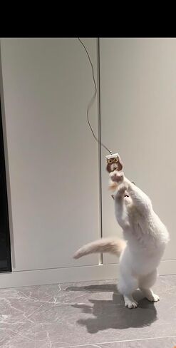 Fashion's Talk Cat Toy Interactive Hanging Door Cat Teaser Kitten Toys 80" 4-Pack Cats Toys Feather Toys with Catnip Ball Animal Exercise, Mental Physical Stimulation in Kuwait