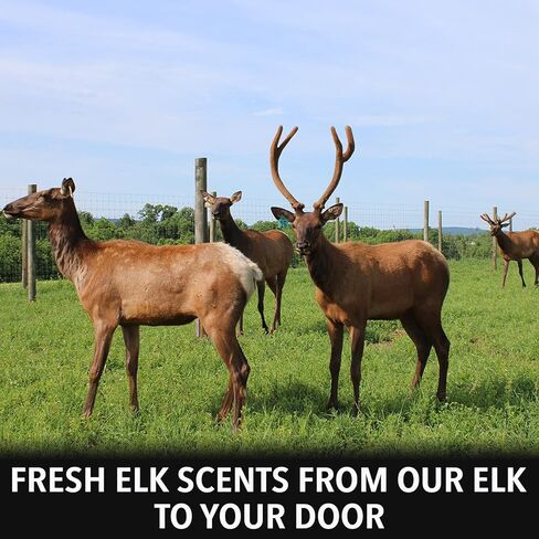 مختبر الصيد في الهواء الطلق بول البقرة إلك شبق - بول البقرة إلك شبق للصيد - مزيل رائع للرائحة البشرية للصيادين - طعم بول الأيائل النقي والطازج - يجب أن يكون له رائحة إلك البقر للصيد in Kuwait