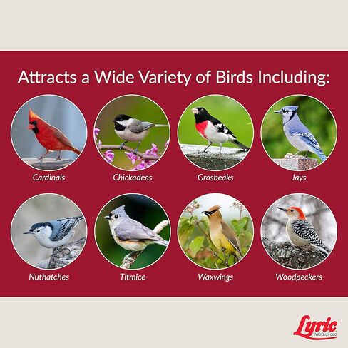 Lyric Fruit and Nut Wild Bird Seed - High Energy Wild Bird Food Mix - Attracts Woodpeckers, Chickadees & Other Songbirds - 5 lb bag in Kuwait