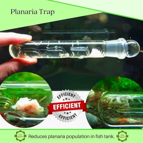 Planaria Trap for Crystal Red Shrimp Tank - Aquarium Bristle Worm Catcher, Cherry Shrimp Dwarf Shrimp Ghost Shrimp Live Freshwater Cleaning Supplies - Clear Glass Leeches Catching Tube (2 Holes) in Kuwait