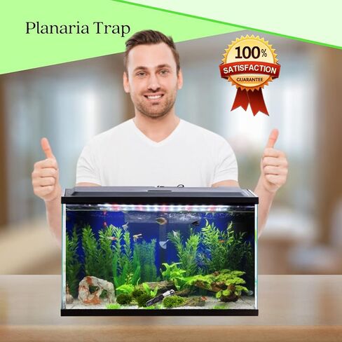 Planaria Trap for Crystal Red Shrimp Tank - Aquarium Bristle Worm Catcher, Cherry Shrimp Dwarf Shrimp Ghost Shrimp Live Freshwater Cleaning Supplies - Clear Glass Leeches Catching Tube (2 Holes) in Kuwait