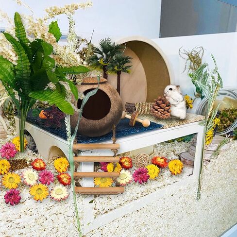 الهامستر مضغ اللعب مجموعة ألعاب الهامستر الخشبية الطبيعية جوز الهند الهامستر البيت النباتات الاصطناعية الزهور المجففة الأسنان ألعاب الحيوانات الصغيرة قفص المناظر الطبيعية لشنشيلاس غينيا الخنازير الحيوانات الأليفة الفئران (نمط 01) in Kuwait