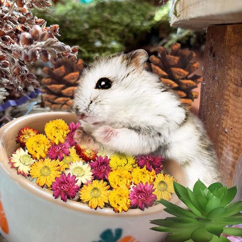 الهامستر مضغ اللعب مجموعة ألعاب الهامستر الخشبية الطبيعية جوز الهند الهامستر البيت النباتات الاصطناعية الزهور المجففة الأسنان ألعاب الحيوانات الصغيرة قفص المناظر الطبيعية لشنشيلاس غينيا الخنازير الحيوانات الأليفة الفئران (نمط 01) in Kuwait